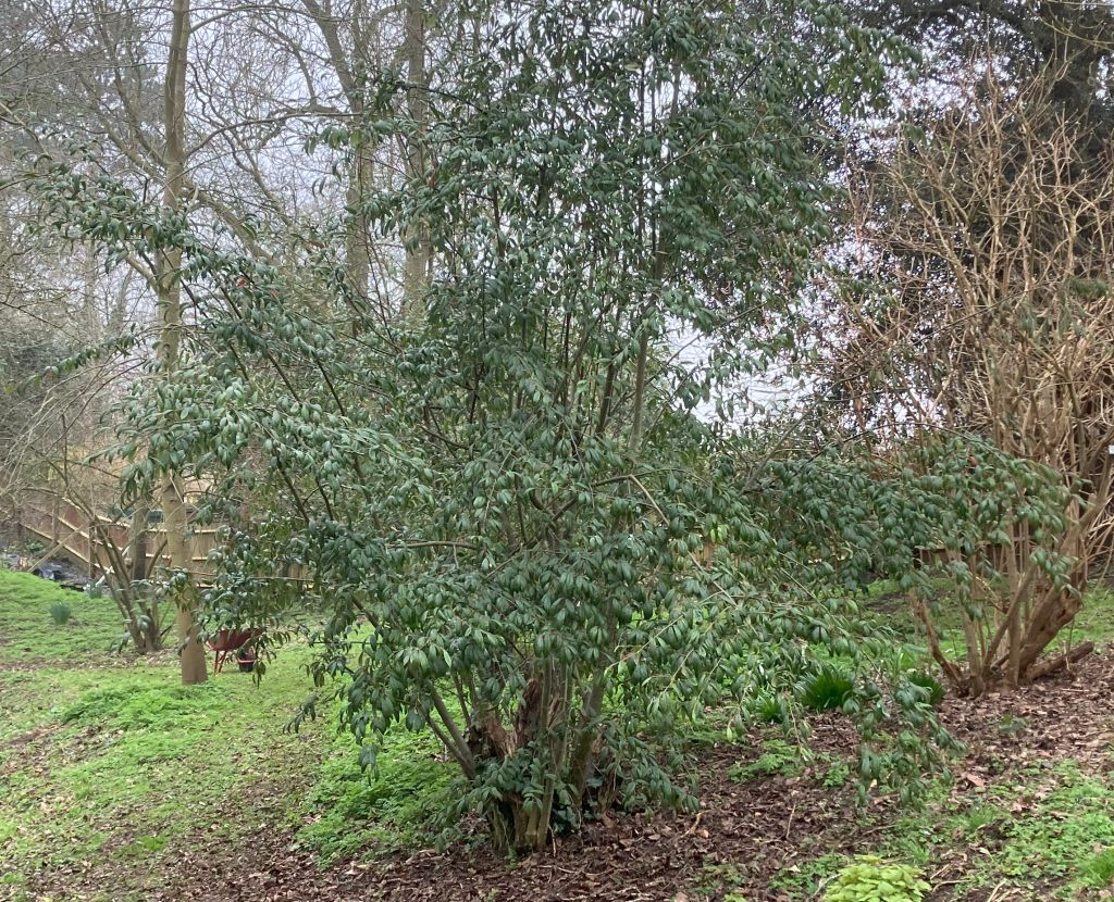 Header image for Cotoneaster salicifolius var. rugosus