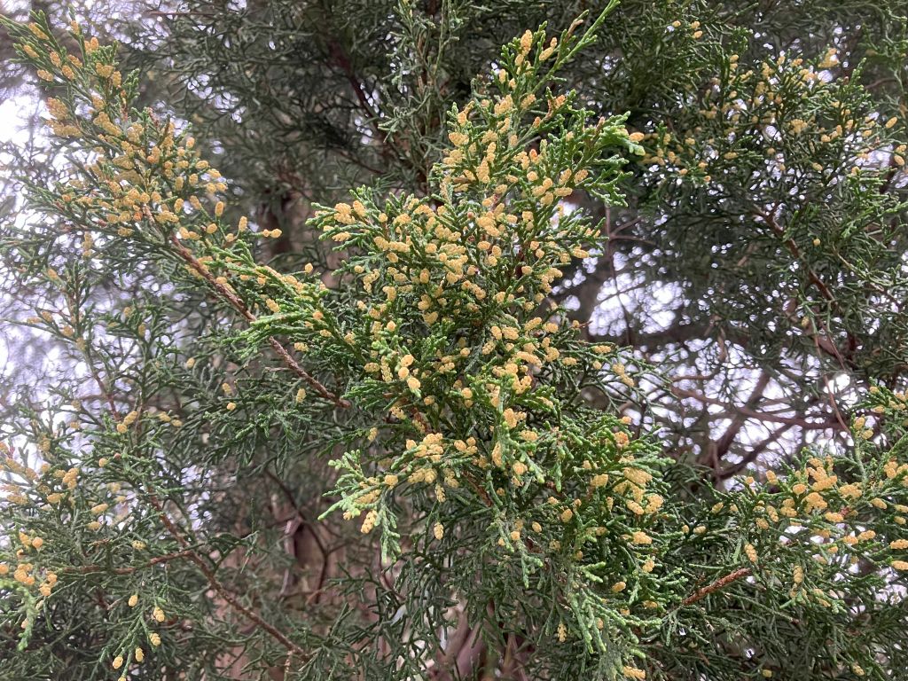 Header image for Juniperus chinensis