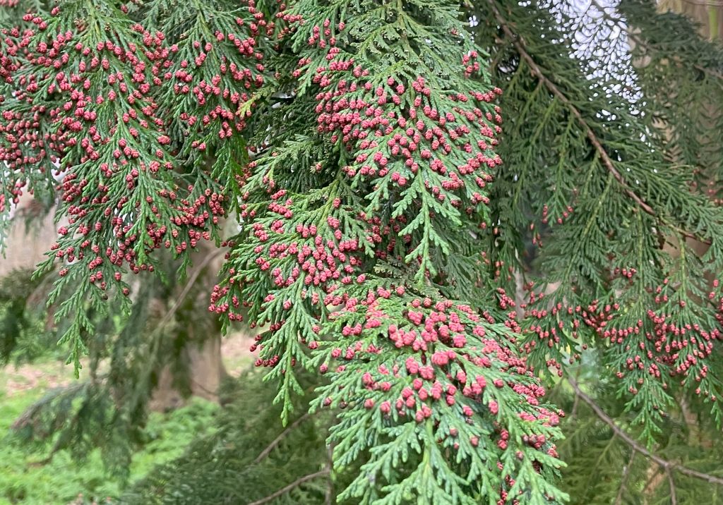 Header image for Chamaecyparis lawsoniana