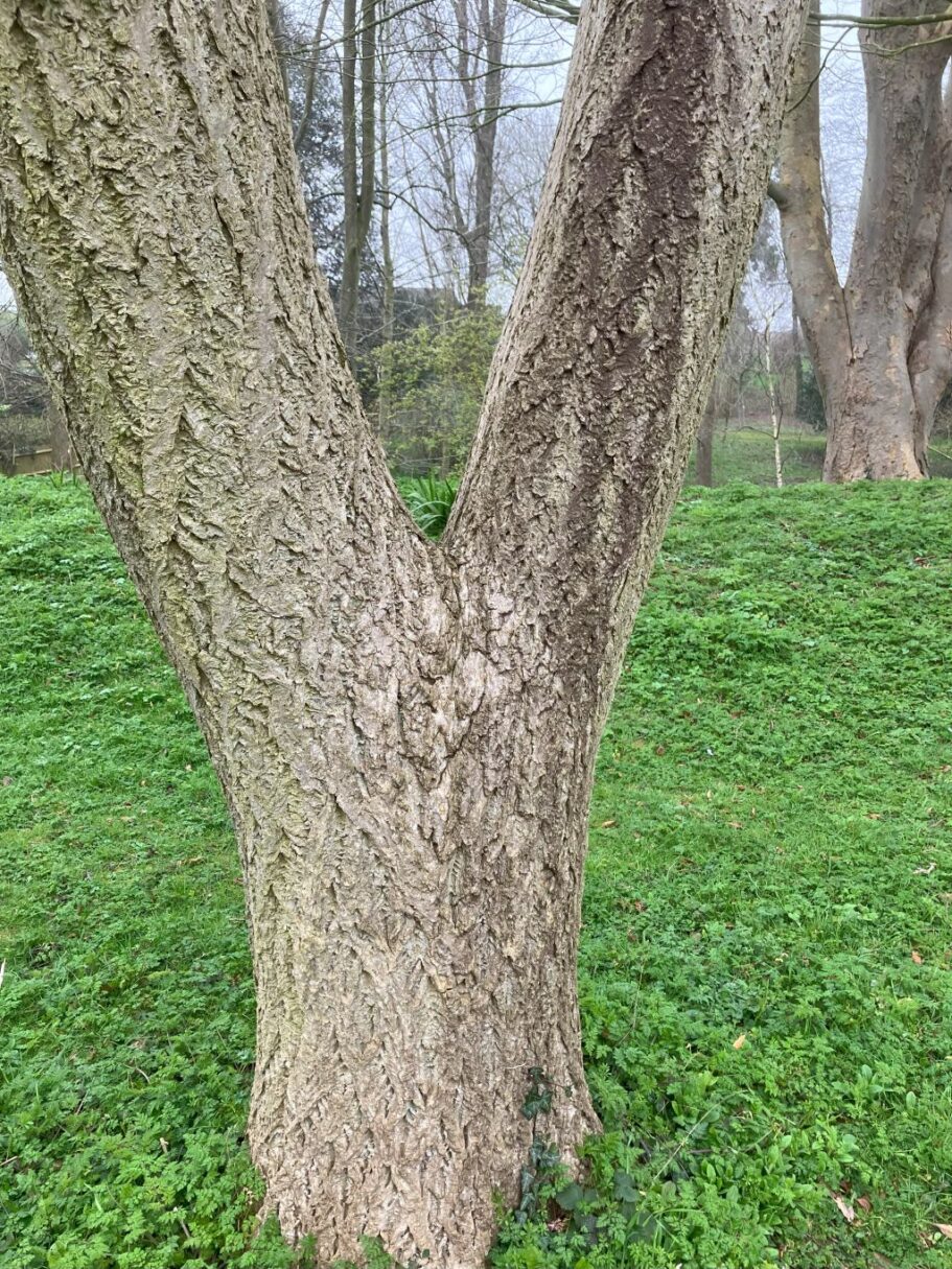 Header image for Phellodendron amurense var. sachalinense