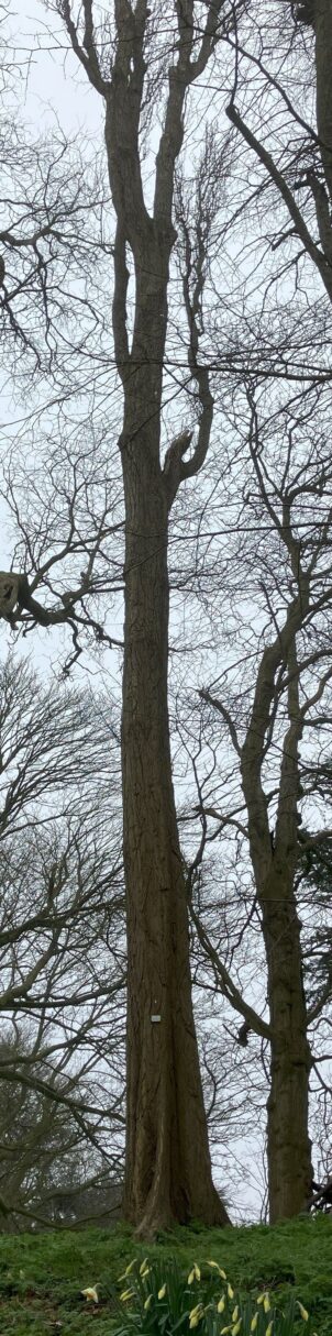 Header image for Populus nigra var. italica