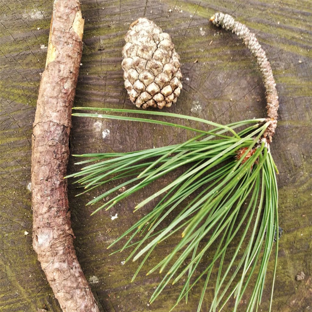 Header image for Pinus sylvestris