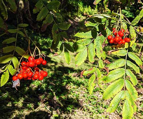 Header image for Sorbus aucuparia