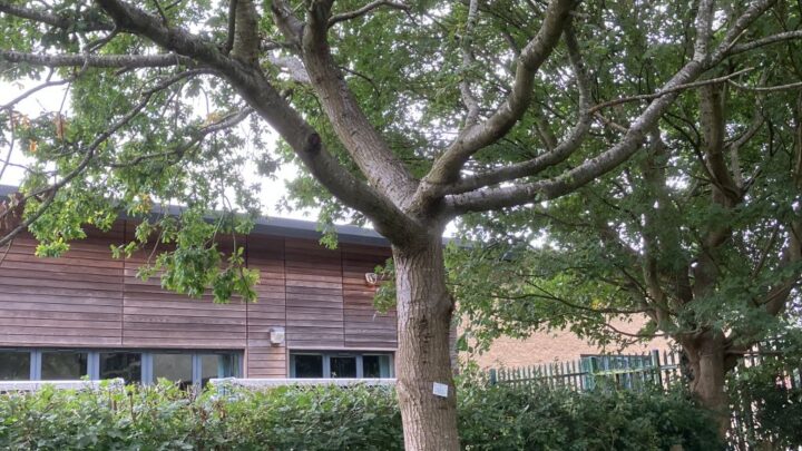 Featured image for Quercus robur