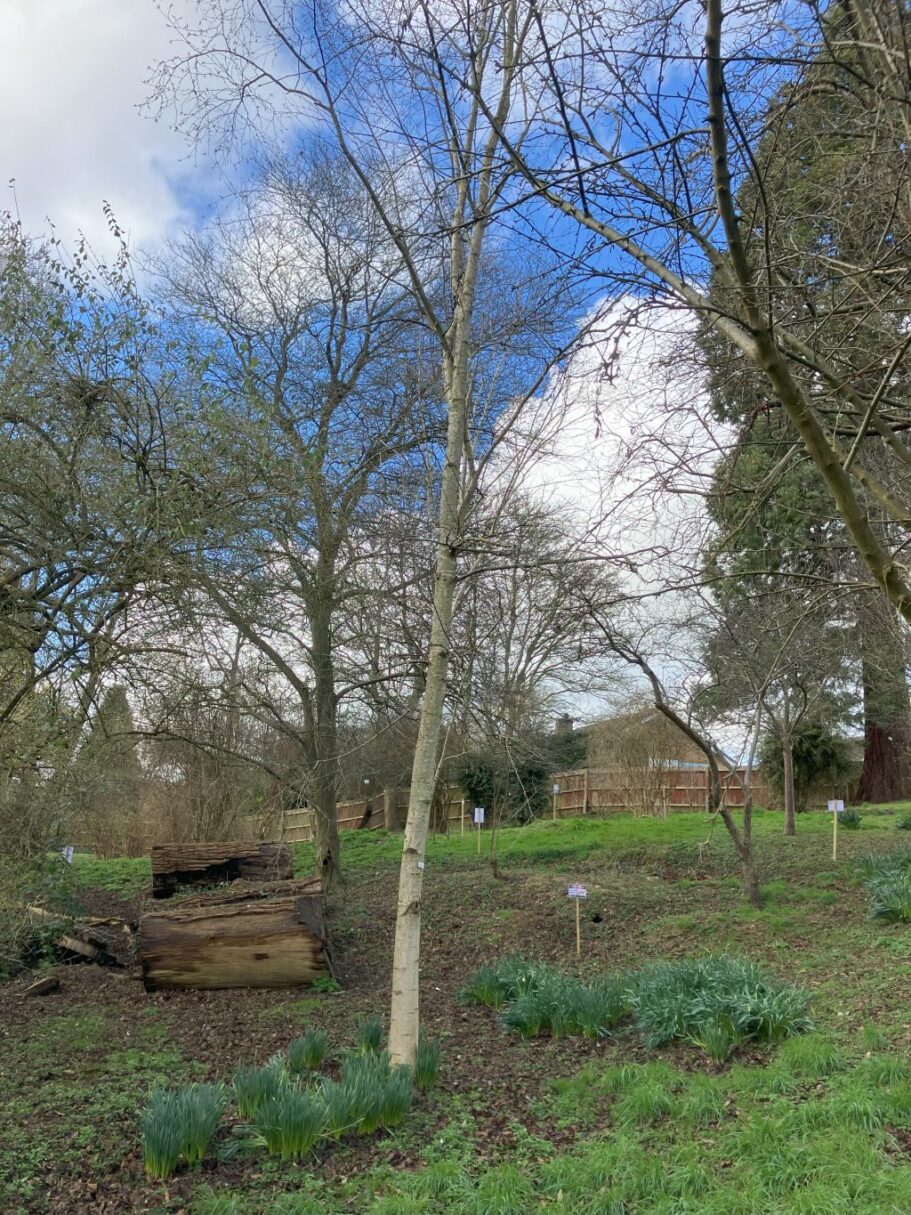 Header image for Betula papyrifera