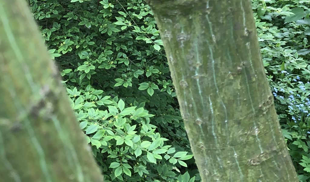 Header image for Acer capillipes