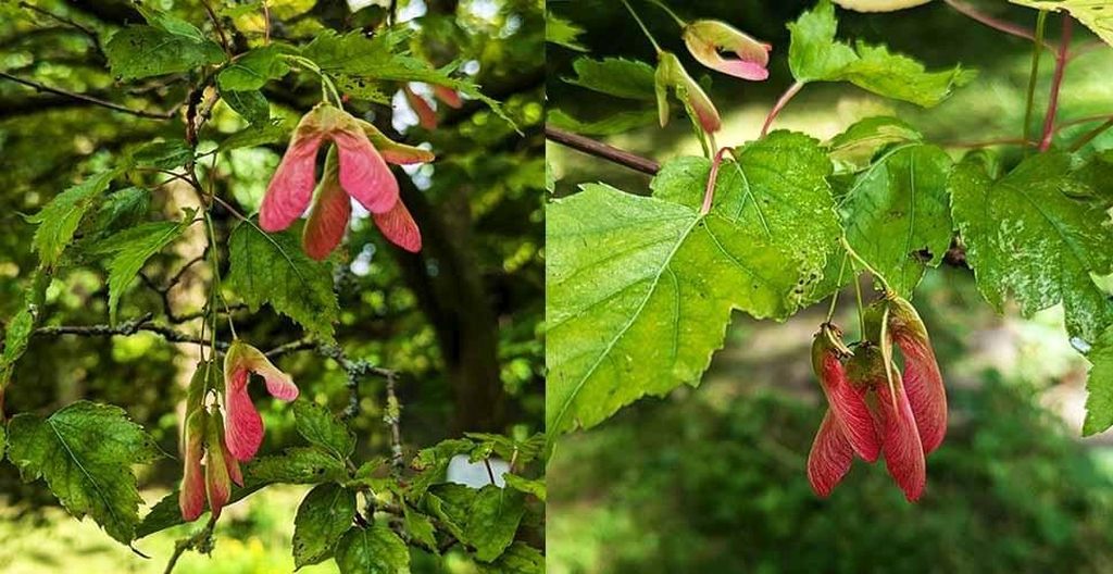 Header image for Acer tartaricum subsp. Ginnala