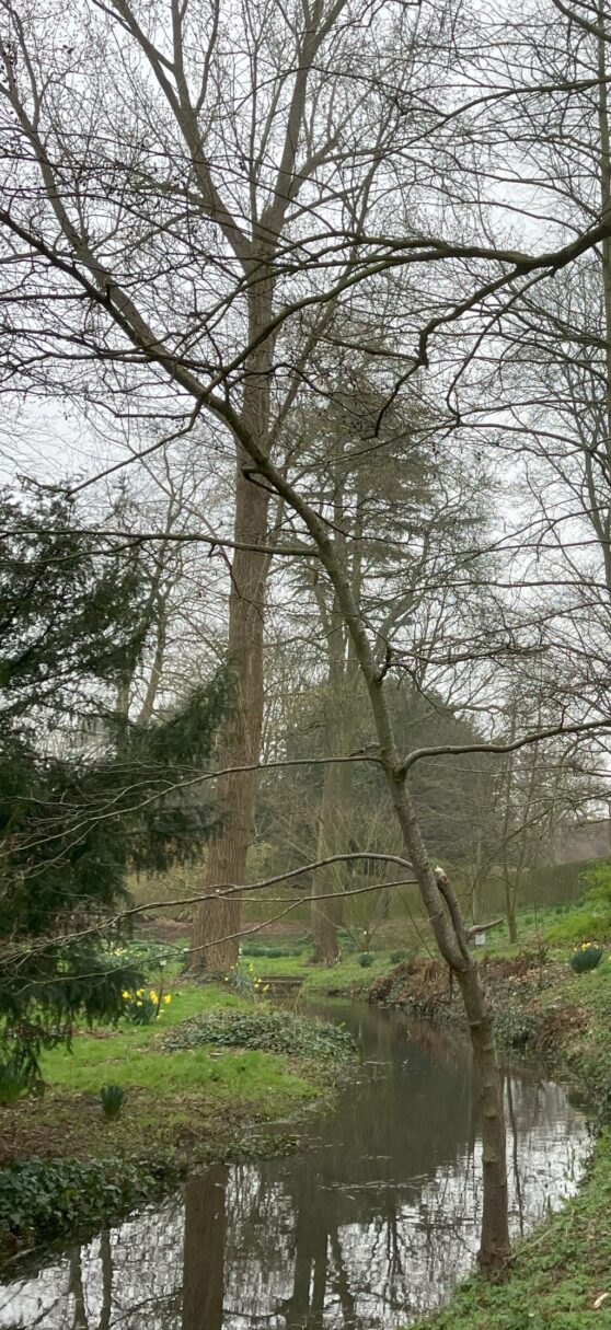 Header image for Alnus glutinosa