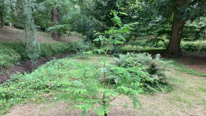 Featured image for Metasequoia glyptostroboides