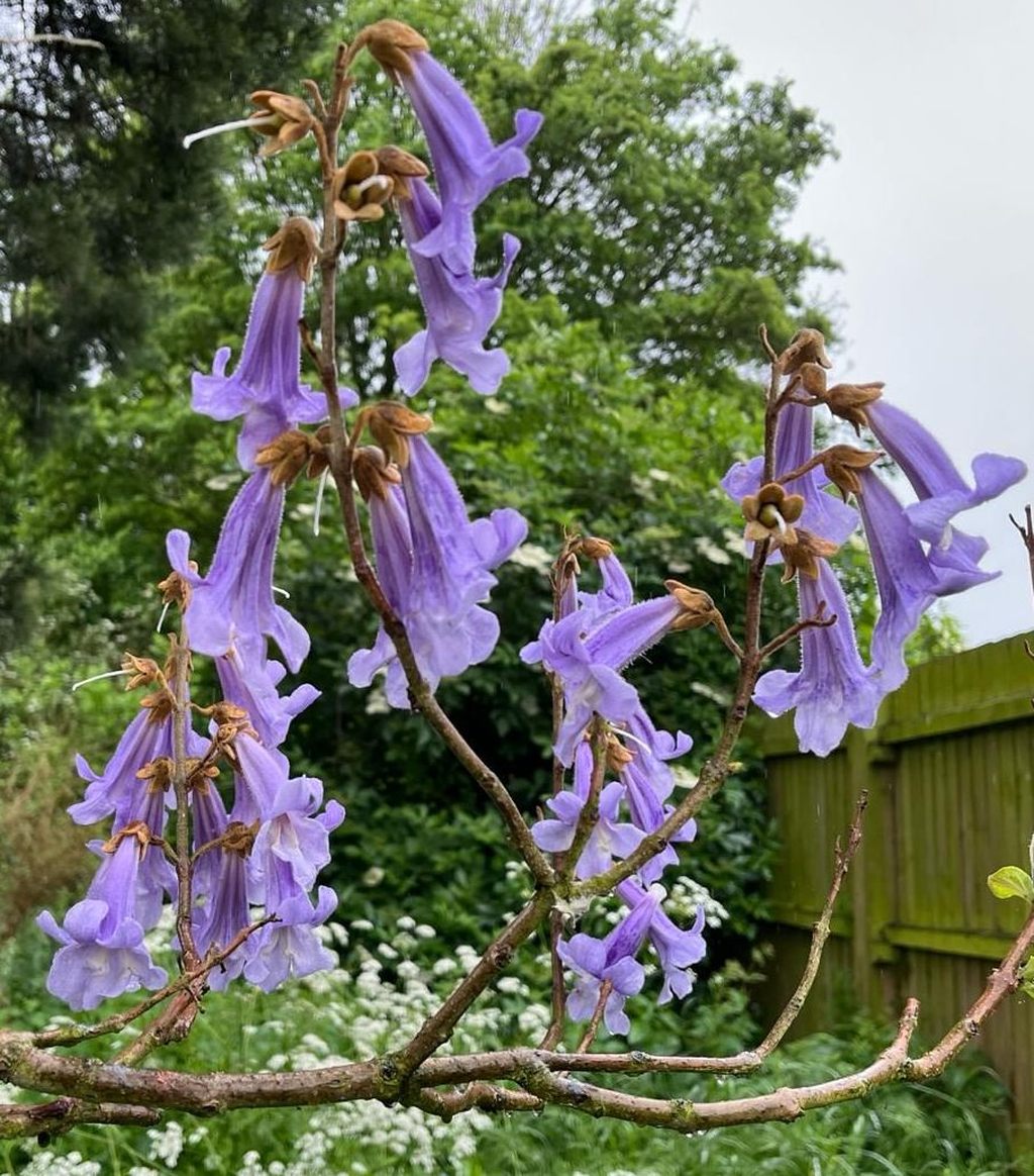 Header image for Paulownia tomentosa