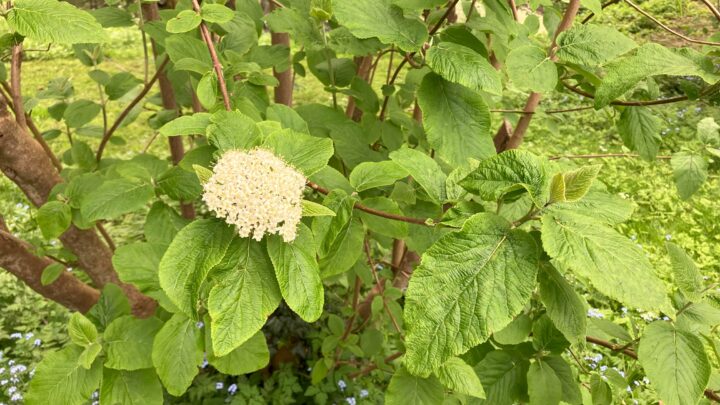 Featured image for Viburnum lantana