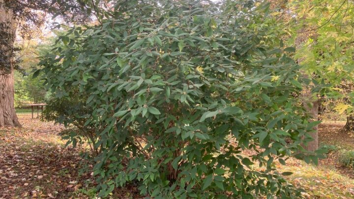 Featured image for Viburnum buddleifolium