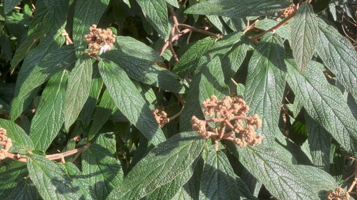 Featured image for Viburnum rhytidophillum