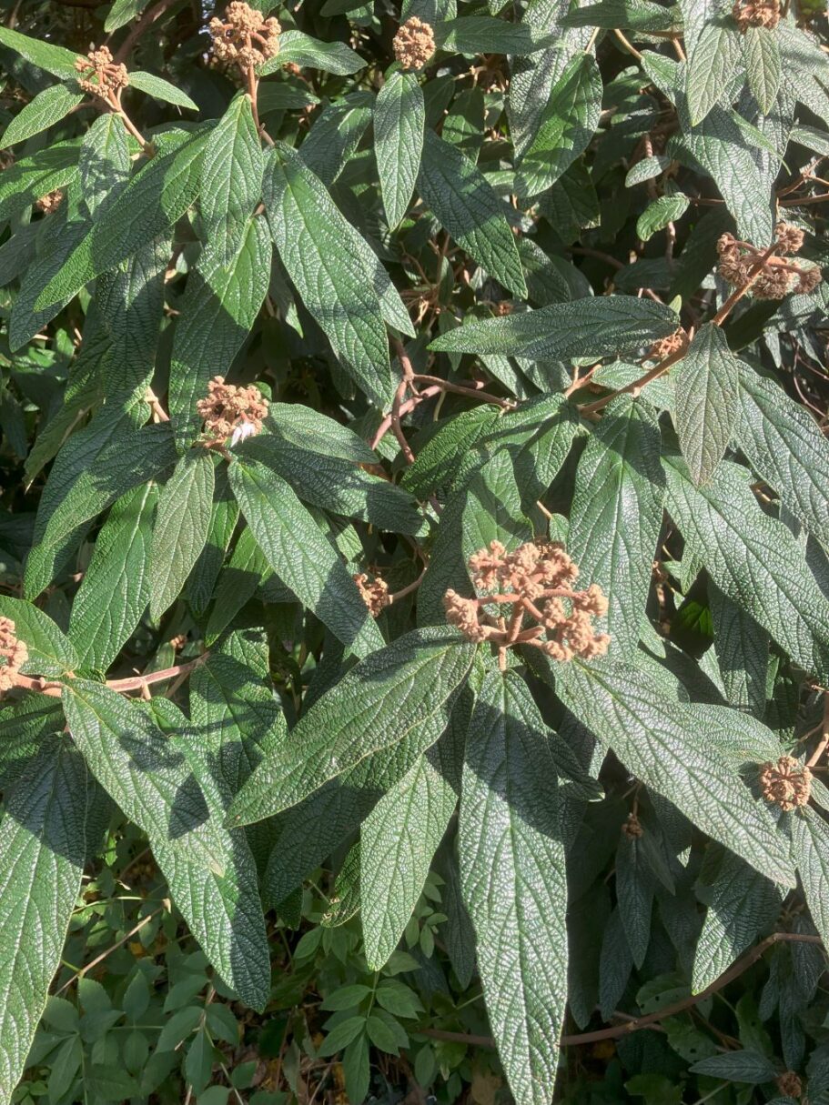 Header image for Viburnum rhytidophillum