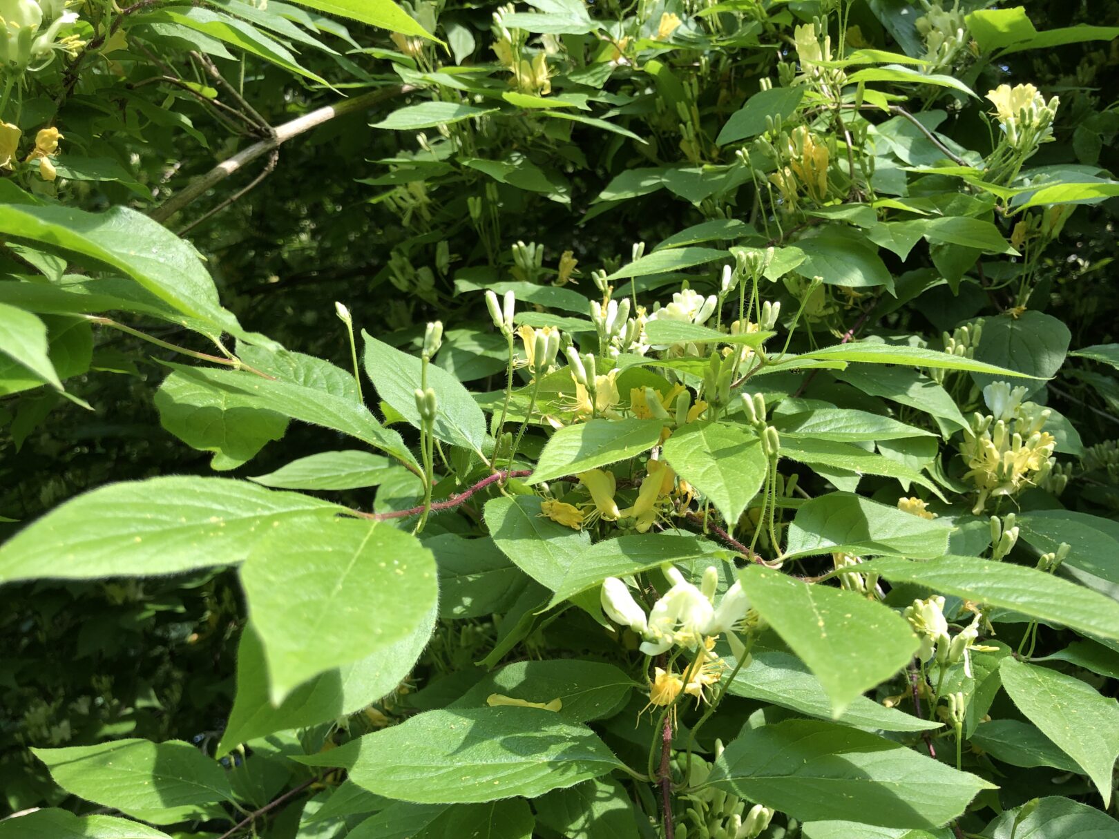 Header image for Lonicera morrowii