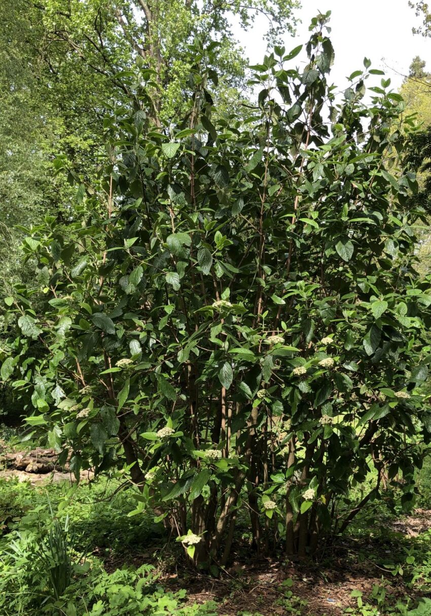 Header image for Viburnum
