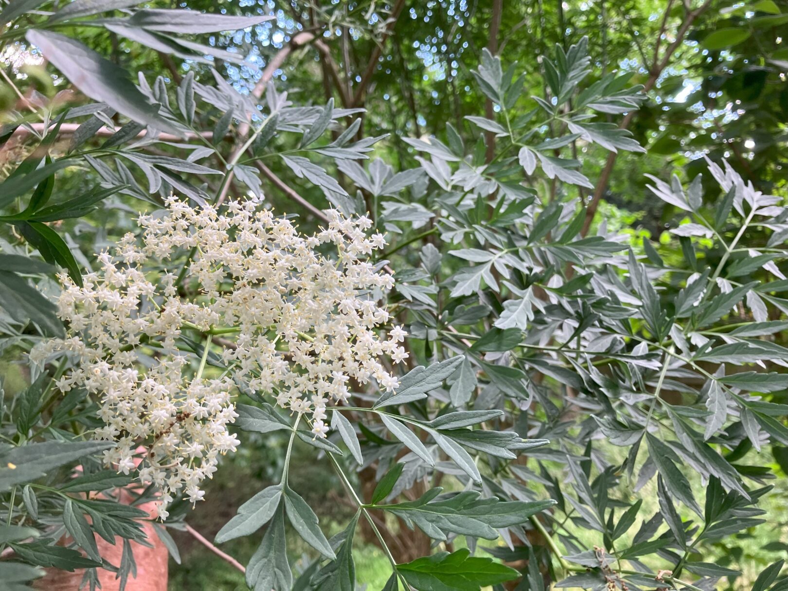 Header image for Sambucus nigra f. laciniata