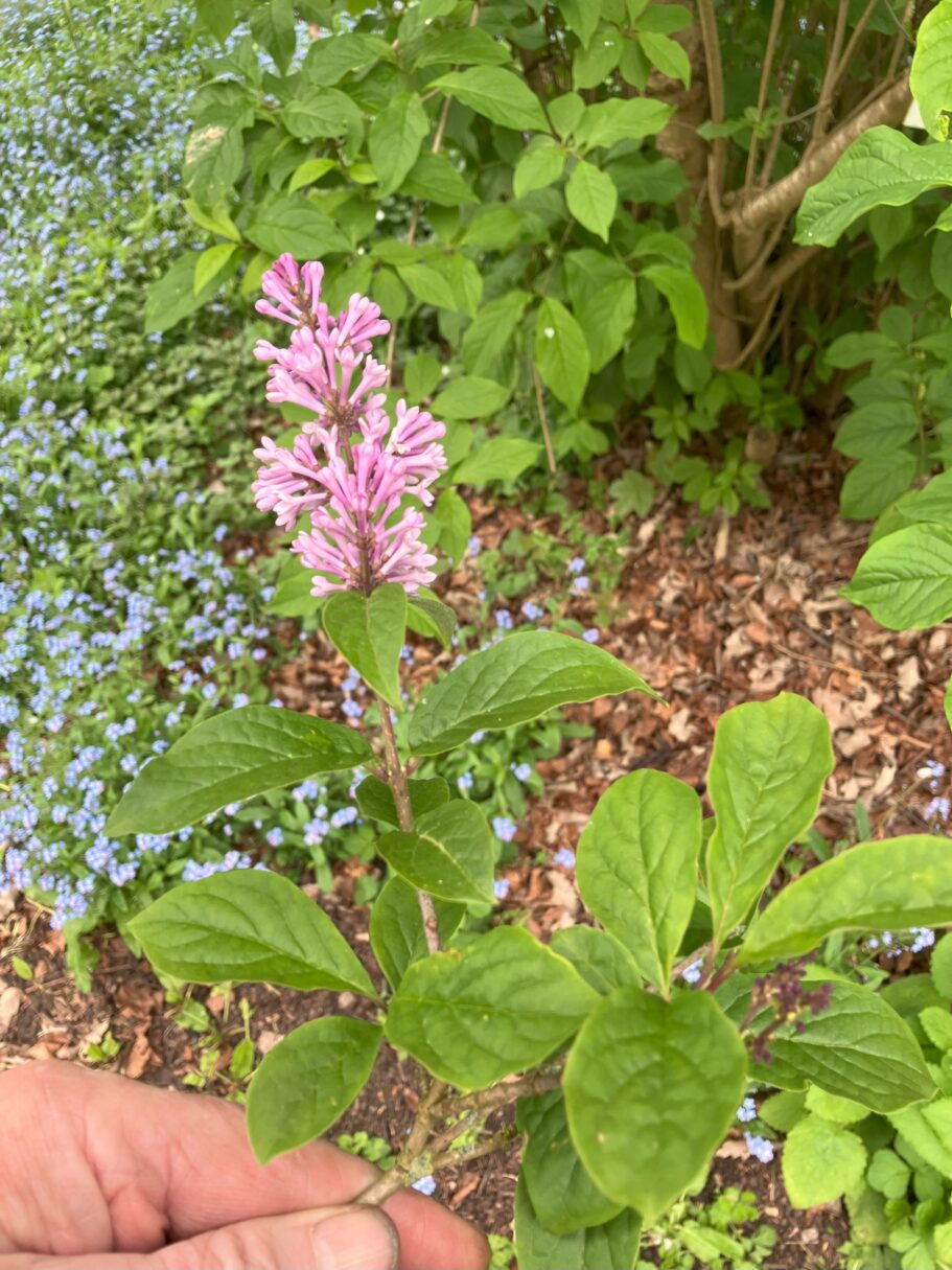 Header image for Syringa josikaea