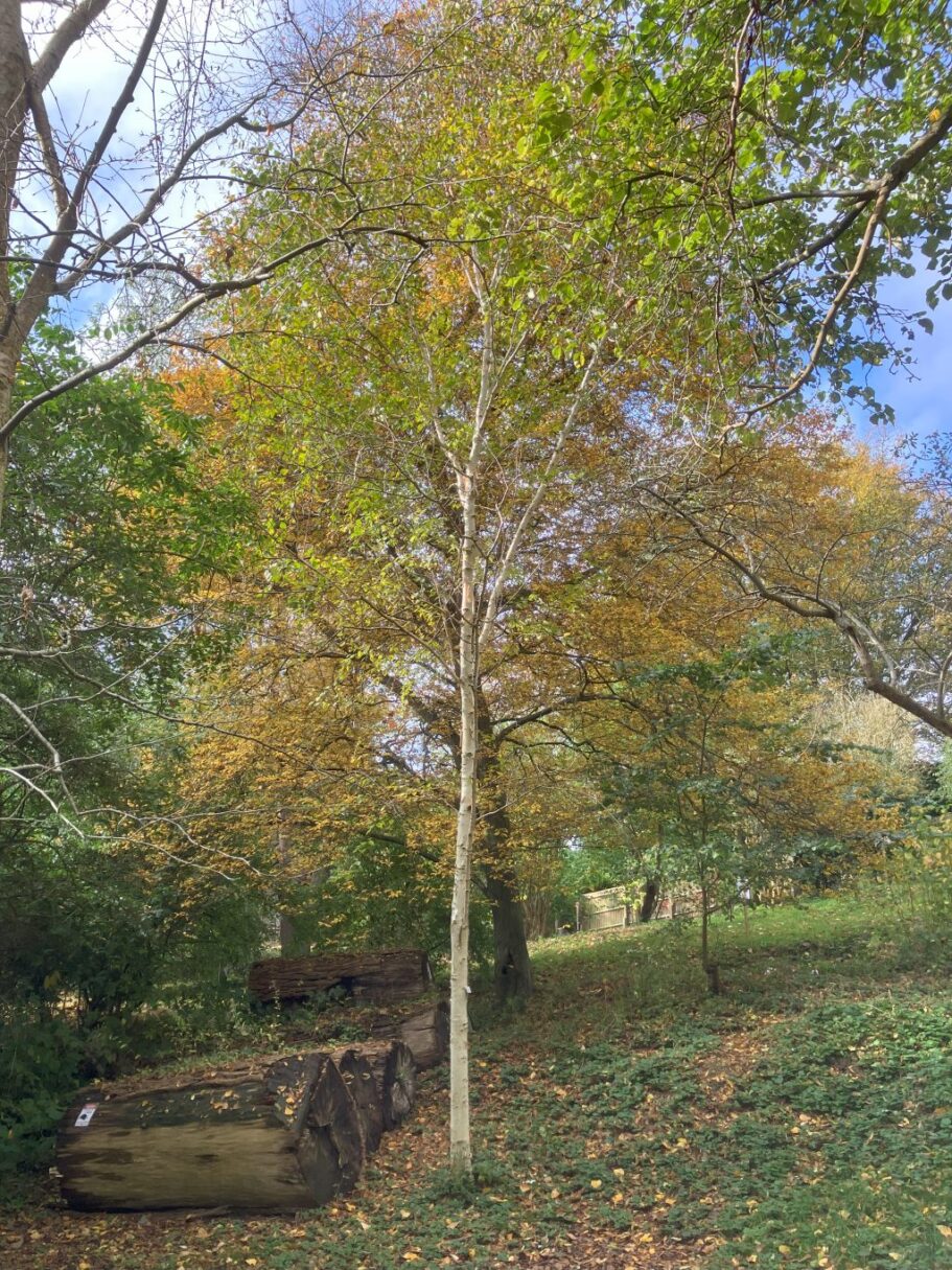 Header image for Betula utilis var. jacquemontii