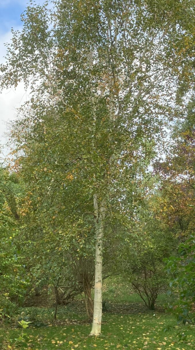 Header image for Betula utilis
