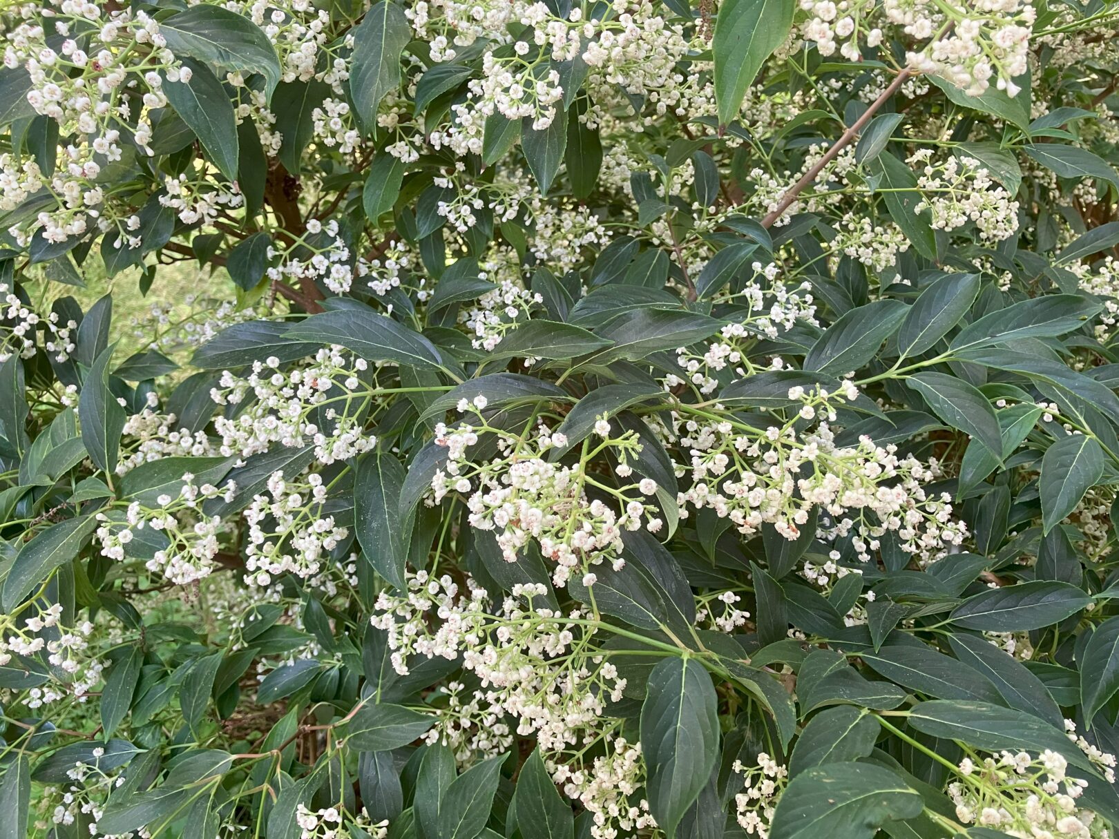 Header image for Viburnum x hillieri ‘Winton’