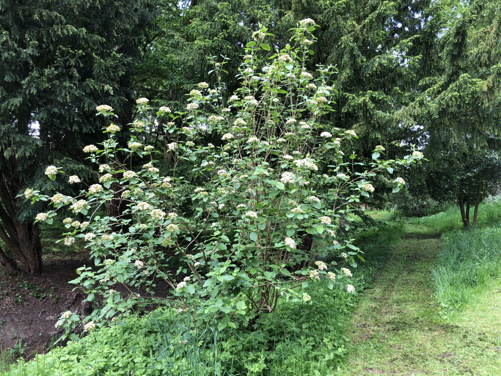 Header image for Viburnum furcatum