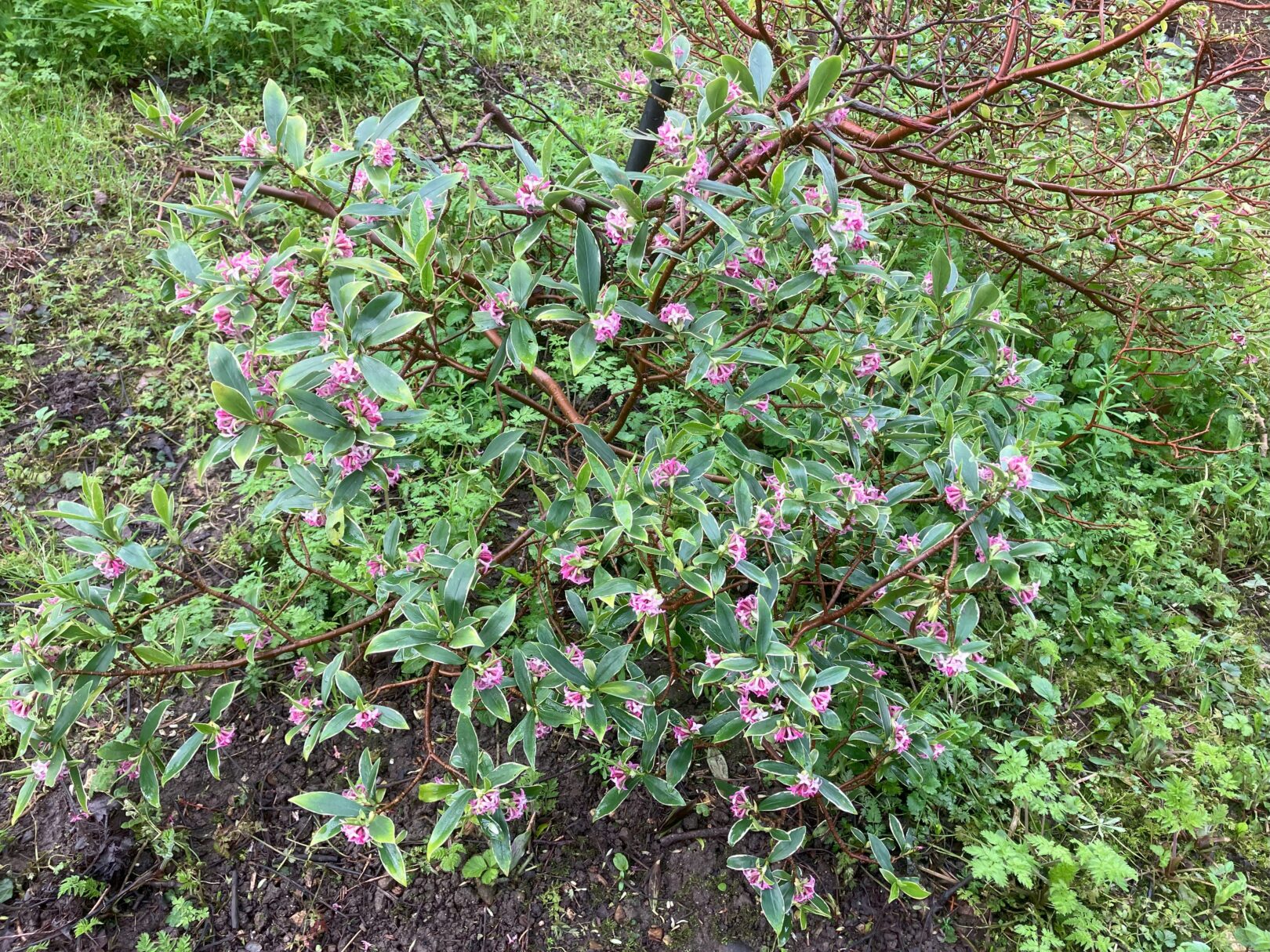 Header image for Daphne odora ‘Aureomarginata’