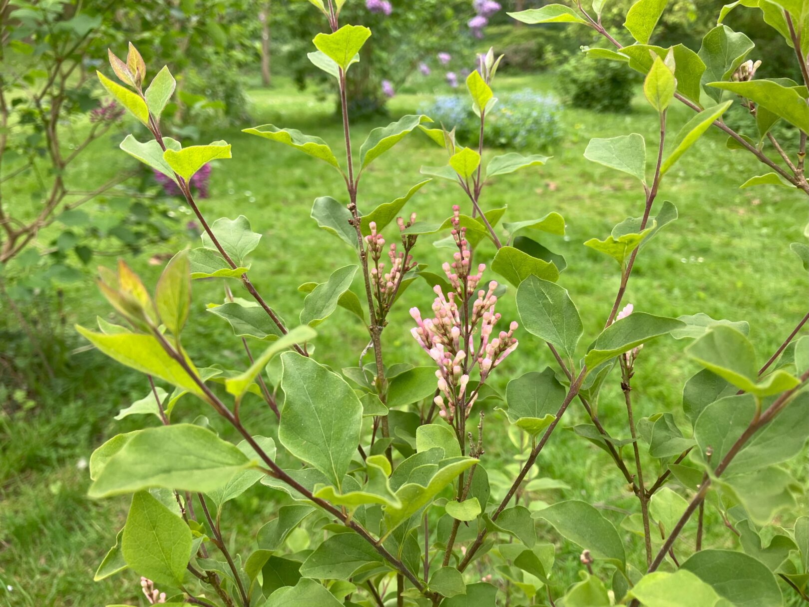 Header image for Syringa vulgaris ‘Lila Wonder’