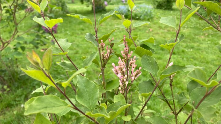 Featured image for Syringa vulgaris 'Lila Wonder'