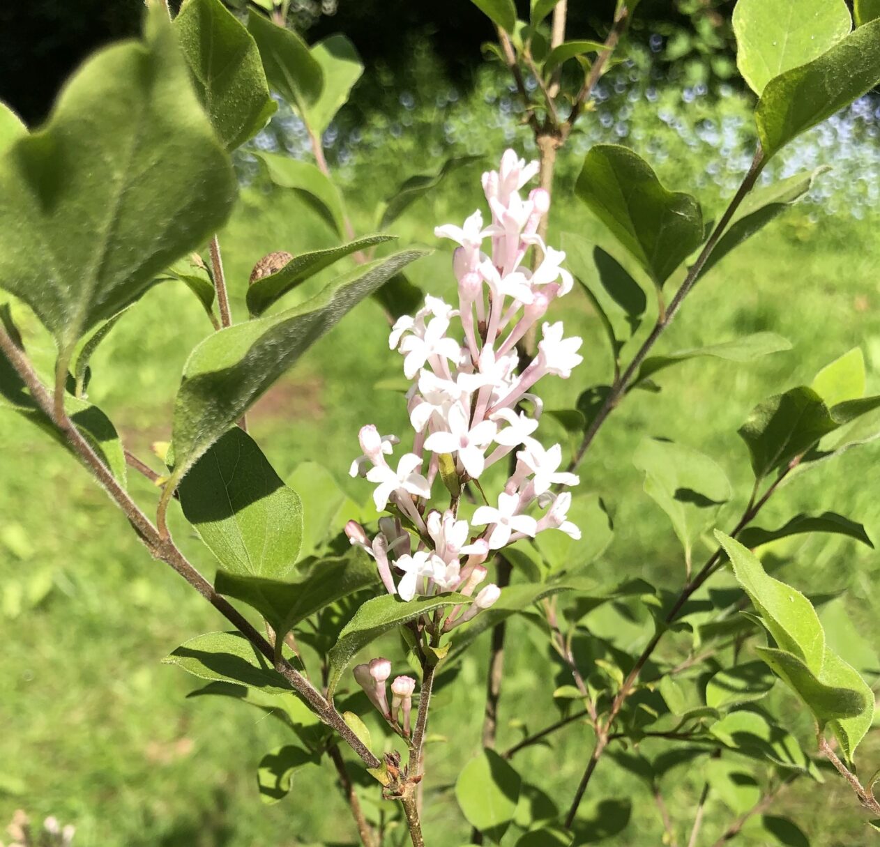 Header image for Syringa pubescens subsp pubescence ‘White Flowerfesta’