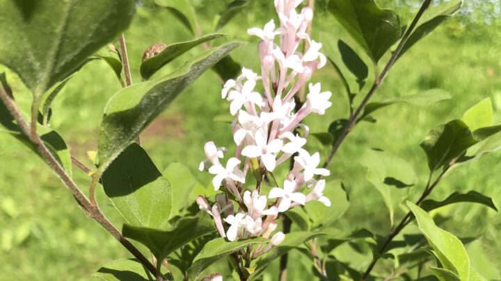 Featured image for Syringa pubescens subsp pubescence 'White Flowerfesta'