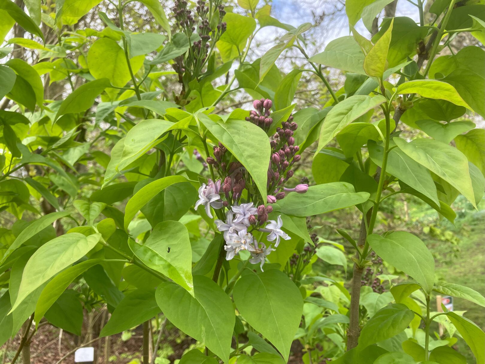 Header image for Syringa vulgaris ‘Nadezhda’