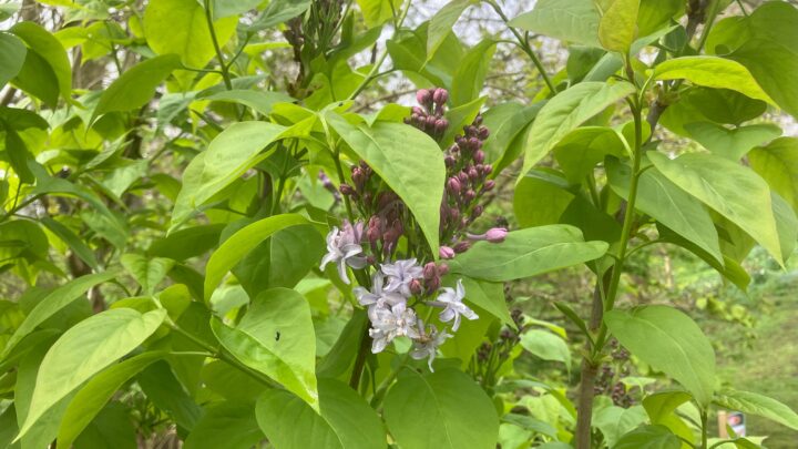 Featured image for Syringa vulgaris 'Nadezhda'