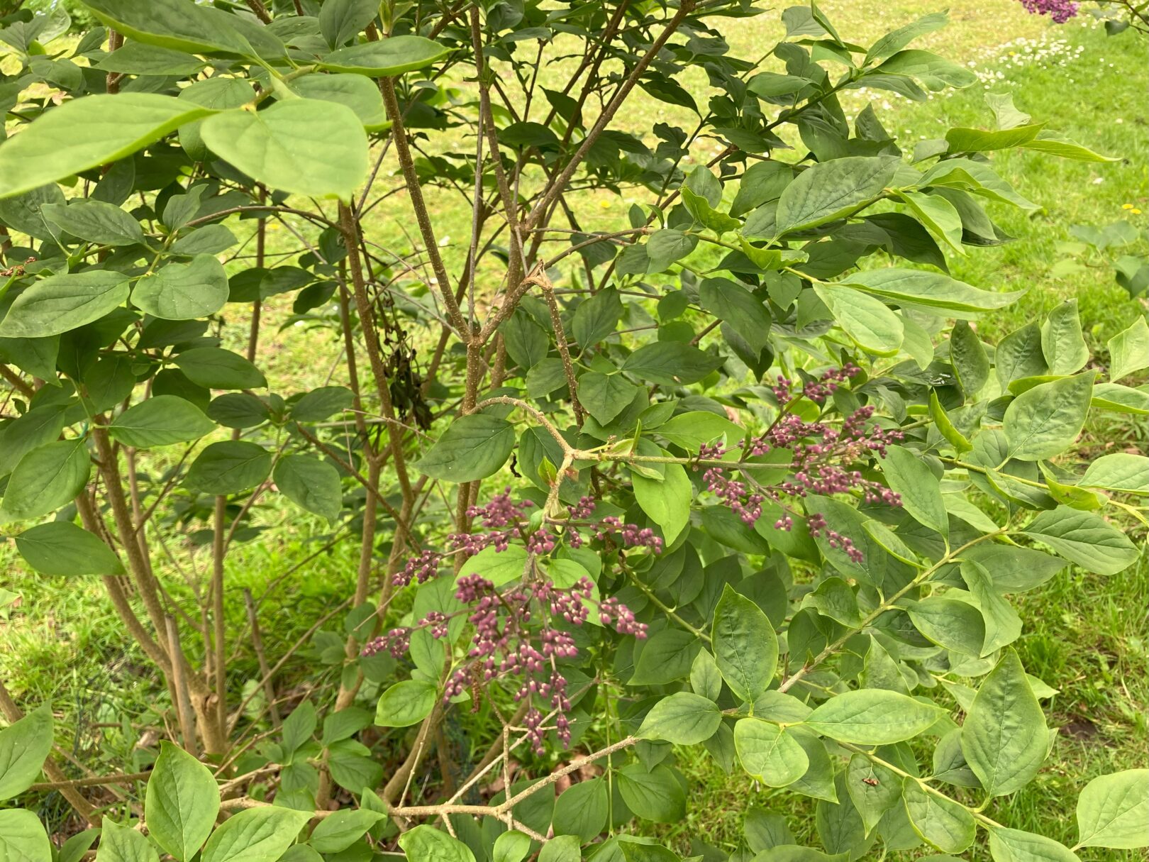 Header image for Syringa pubescens subsp. patula ‘Miss Kim’
