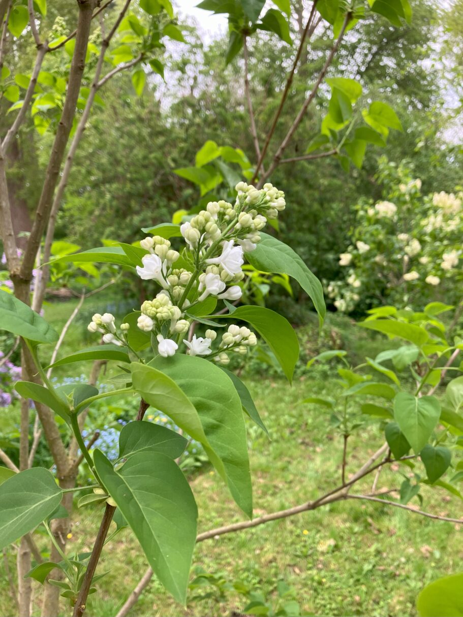 Header image for Syringa vulgaris ‘Mme Lemoine’