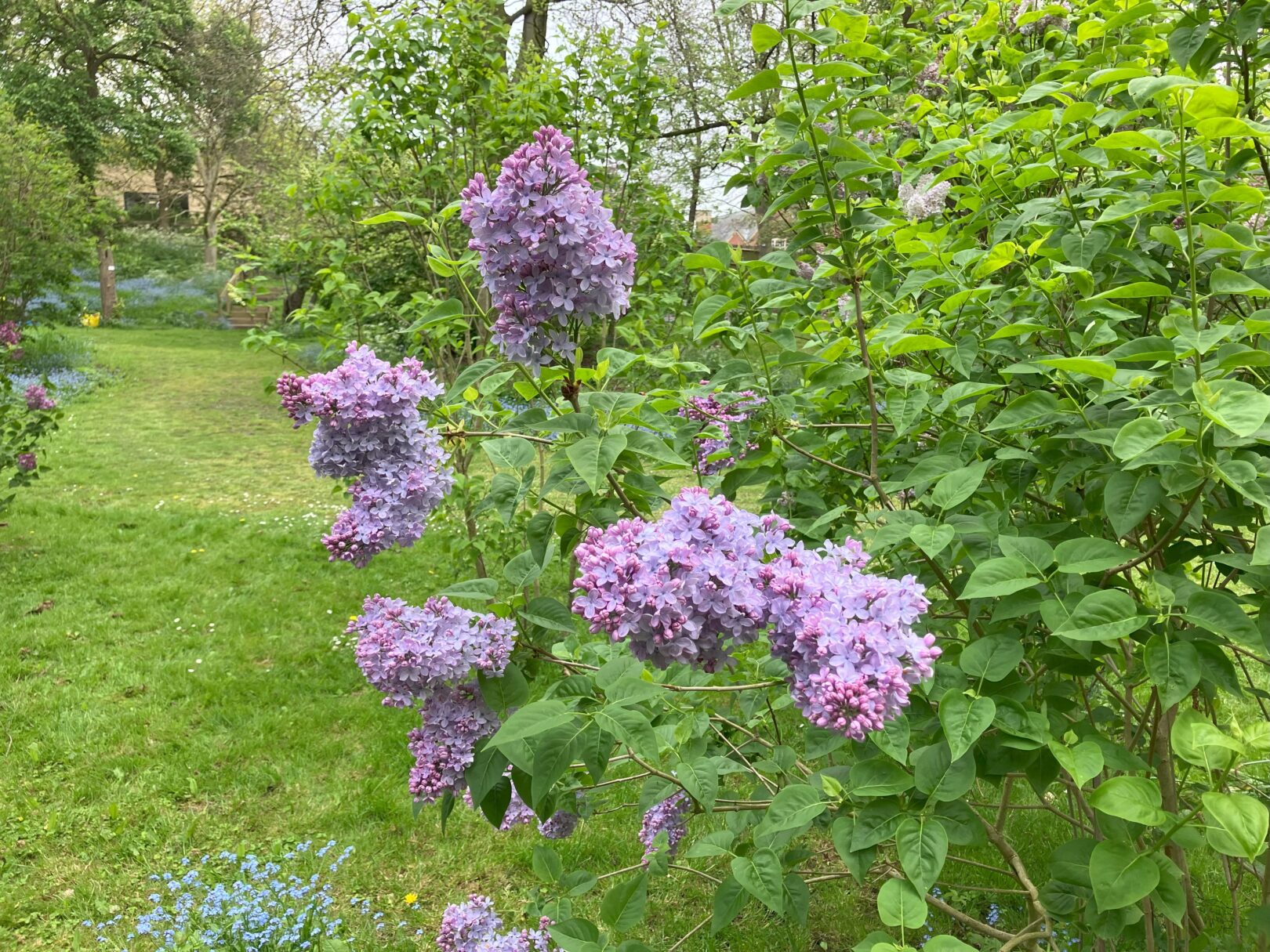 Header image for Syringa vulgaris ‘Firmament’