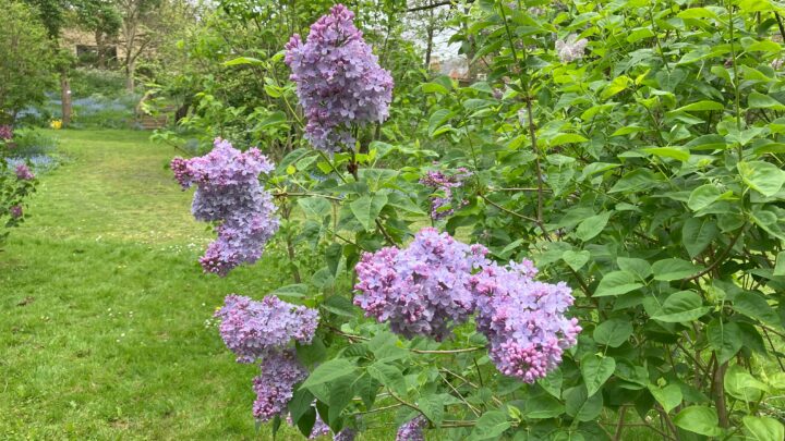 Featured image for Syringa vulgaris 'Firmament'