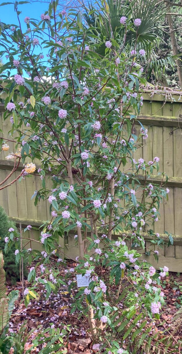 Header image for Daphne Bholua ‘Jaqueline Posthill’