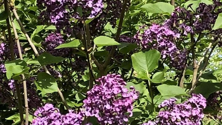 Featured image for Syringa <span style="font-style: normal;margin-left: 3px;">×</span> hyacinthiflora 'Pocahontas'