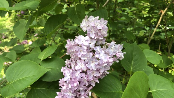 Featured image for Syringa vulgaris 'Krasavitsa Moskvy'