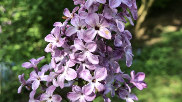 Featured image for Syringa <span style="font-style: normal;margin-left: 3px;">×</span> hyacinthiflora 'Dark Night'