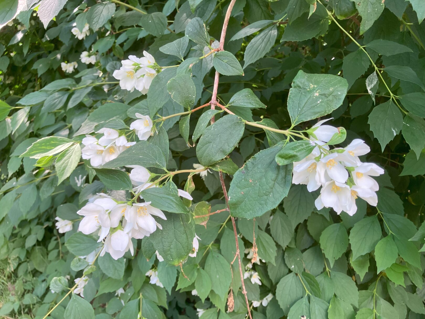 Header image for Philadelphus <span style="font-style: normal;margin-left: 3px;">×</span> lemoinei ‘Avalanche’