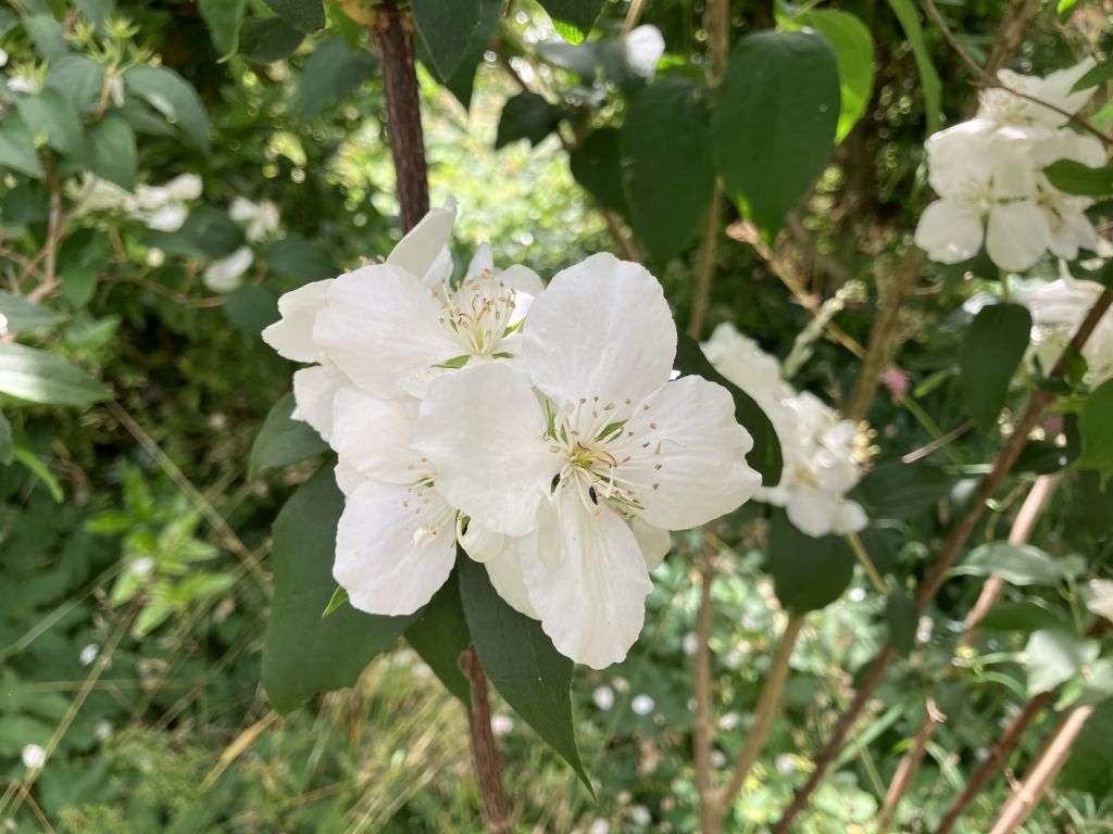 Header image for Philadelphus <span style="font-style: normal;margin-left: 3px;">×</span> lemonei ‘Boule d’Argent’