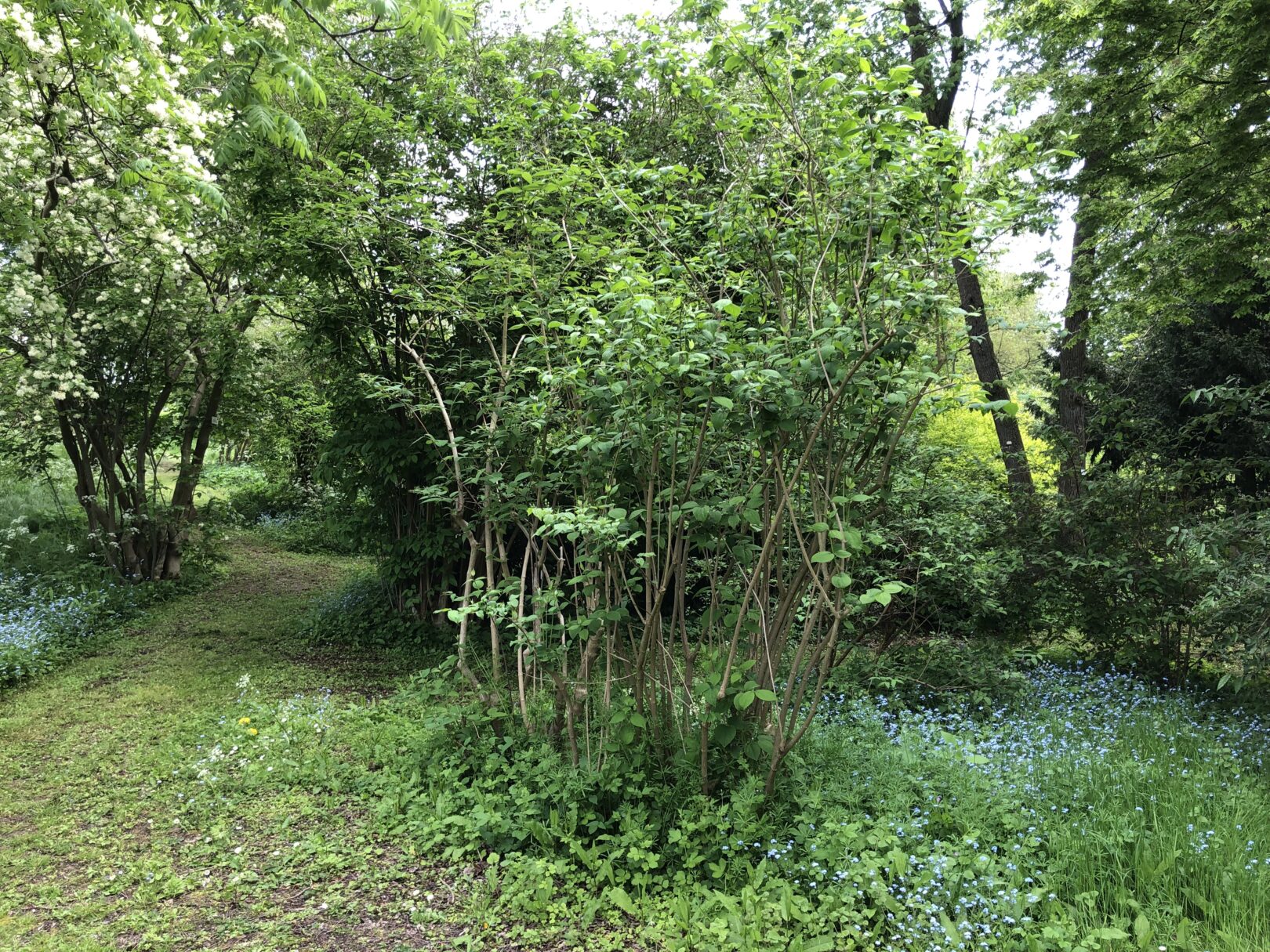 Header image for Philadelphus delavayi