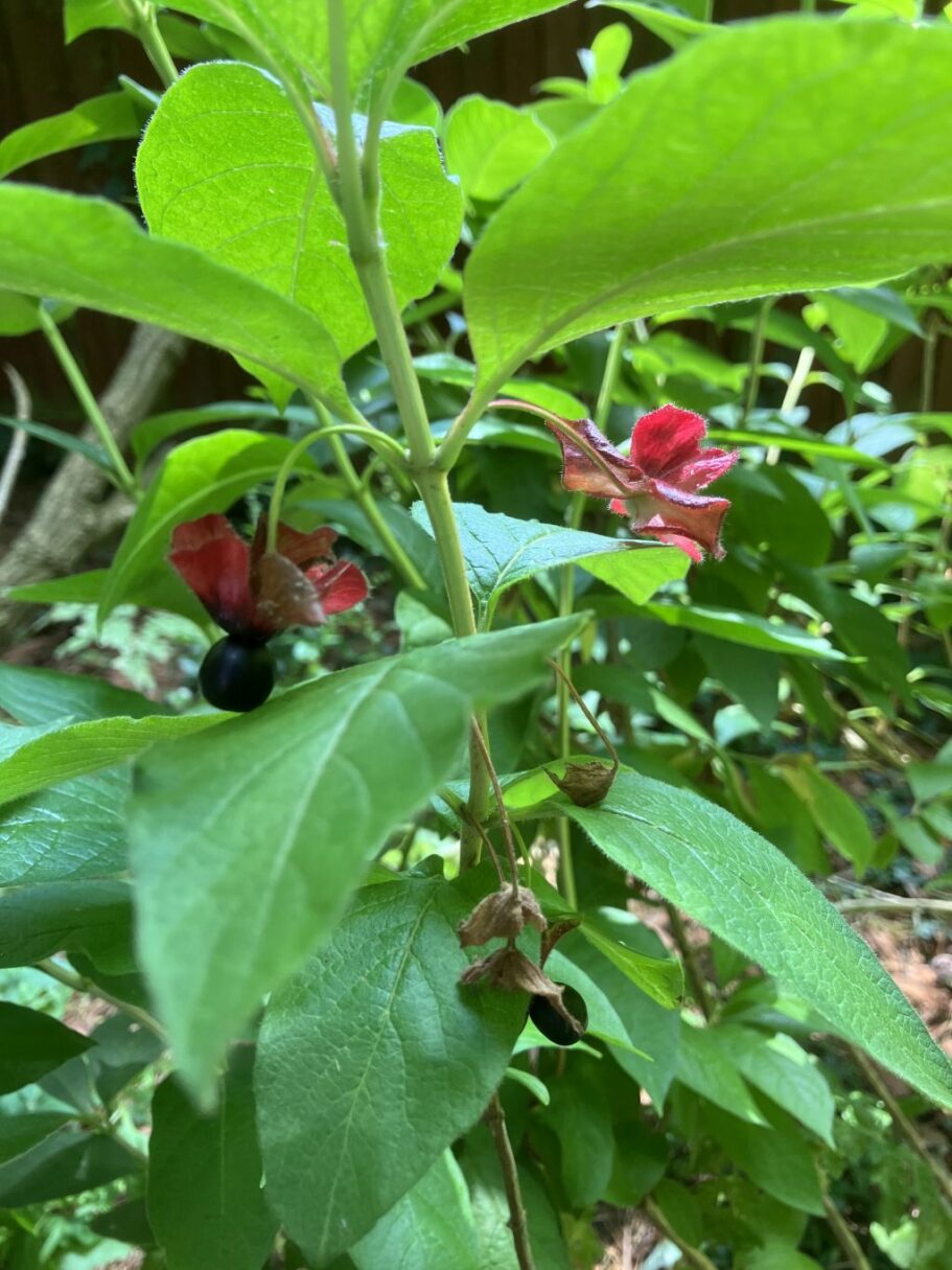 Header image for Lonicera involucrata var. ledebourii