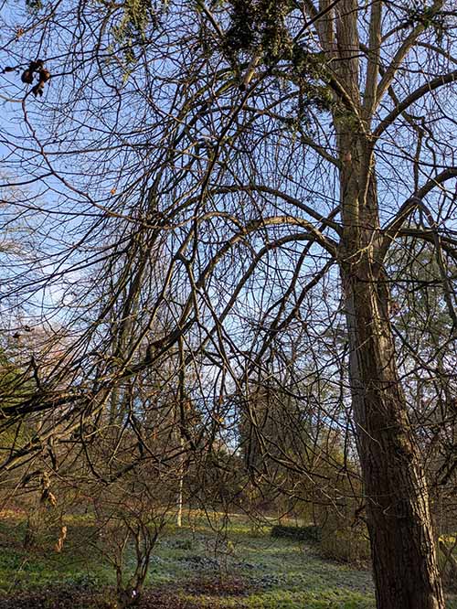 Header image for Tilia <span style="font-style: normal;margin-left: 3px;">×</span> euchlora