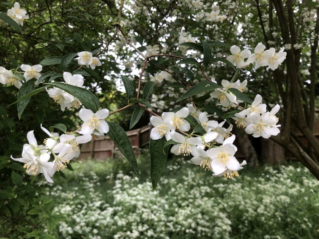 Header image for Philadelphus subcanus var. magdalenae