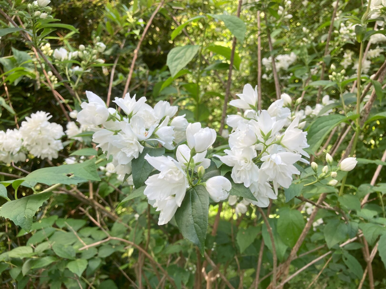 Header image for Philadelphus <span style="font-style: normal;margin-left: 3px;">×</span> lemoinei ‘Dame Blanche’