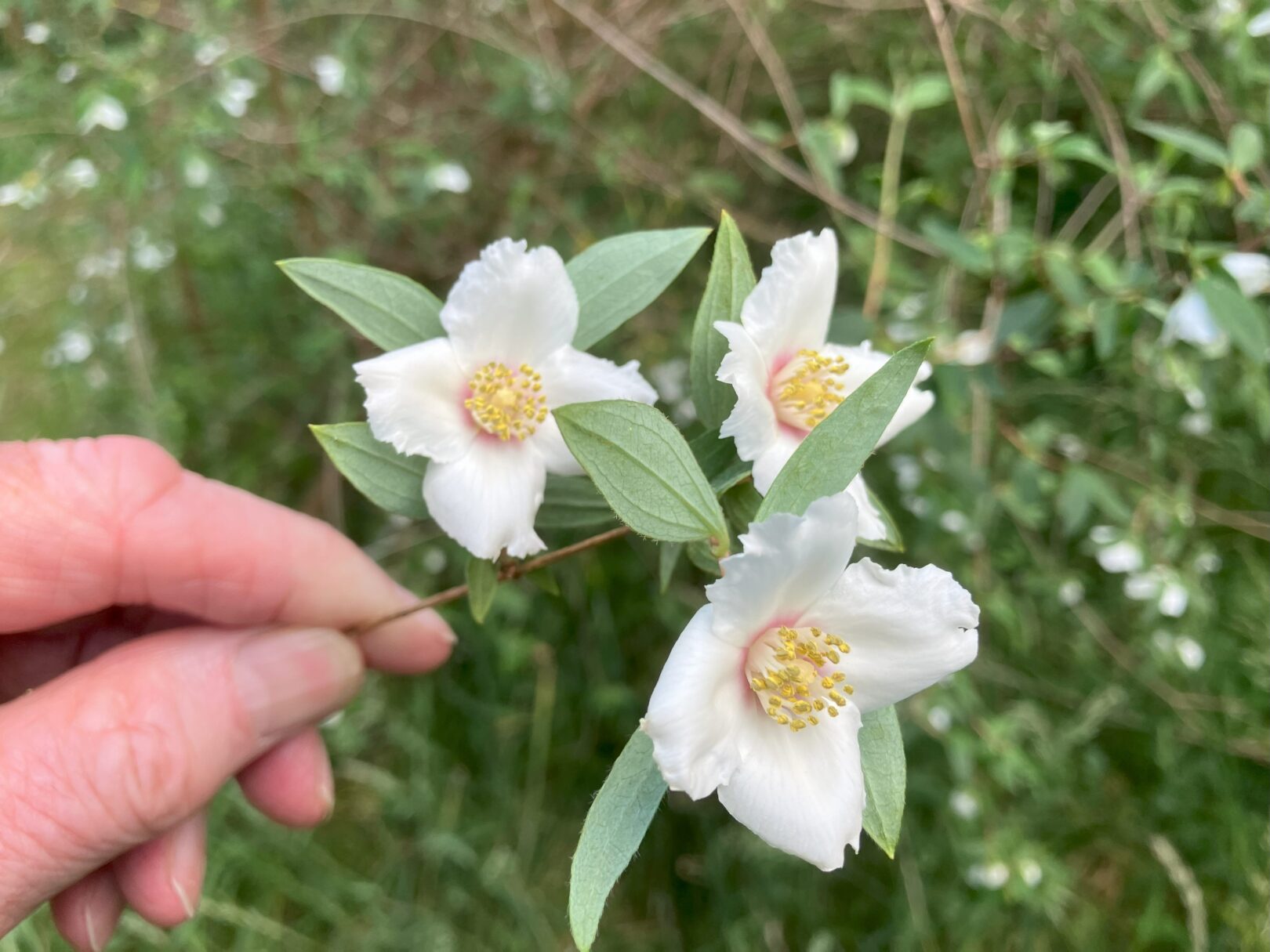 Header image for Philadelphus maculatus ‘Mexican Jewel’