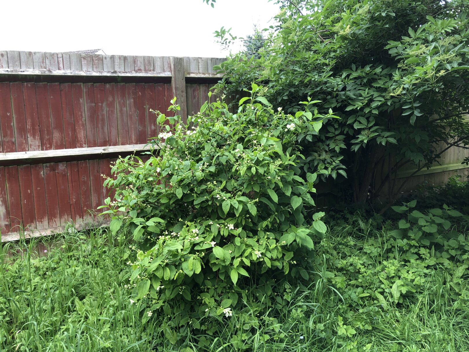 Header image for Philadelphus ‘Logan Street’